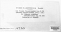 Puccinia polygoni-amphibii var. polygoni-amphibii image